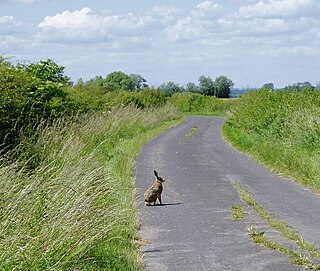 <span class="mw-page-title-main">Country lane</span>