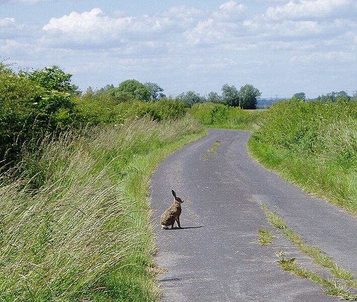 File:Hare in Country Lane.jpg