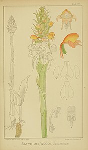 plate 48 Satyrium woodii Satyrium neglectum subsp. woodii