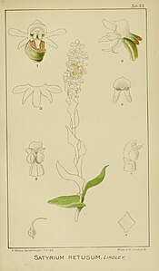 plate 53 Satyrium retusum