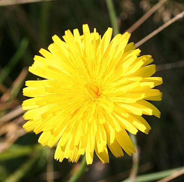 File:Hawkish Flower - geograph.org.uk - 580984.jpg