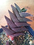 Haworthia nigra - жапырақ бөлшегі 8.jpg