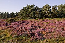 Heather on Reigate Heath Heather on Reigate Heath - geograph.org.uk - 2587145.jpg