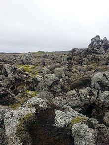 The lichens Stereocaulon vesuvianum and moss Racomitrium ericoides on lava originating from Hekla.