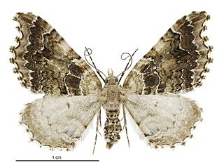 <i>Helastia cymozeucta</i> Species of moth endemic to New Zealand