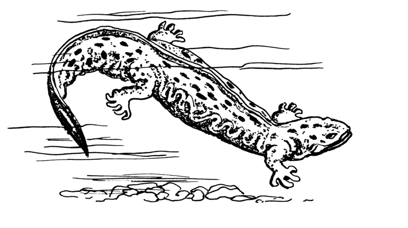 File:Hellbender 2 (PSF).png