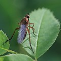 ... Empis livida