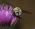 Helophilus trivittatus - Large Tiger Hoverfly - Flickr - S. Rae (2).jpg