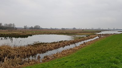 Hemelrijkse Waard - natuur in de uiterwaarden en een dode arm van de Maas