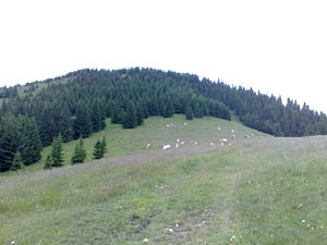 Summit with alp from the west