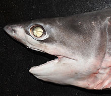 Le tapetum choroïdien est visible chez ce Requin perlon.