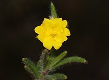 Hibbertia polystachya.jpg