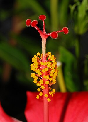 Flower of a hibiscum (detail)