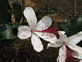 Hibiscus arnottianus