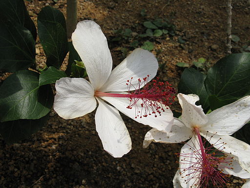 Hibiscus arnottianus3