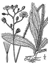 Hieracium longipilum