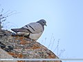 Hill Pigeon (Columba rupestris) (48700752598).jpg