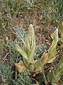 Himantoglossum hircinum bud