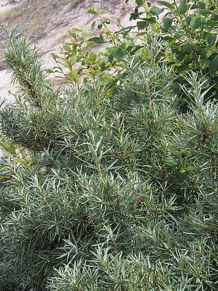 File:Hippophae rhamnoides Rokitnik zwyczajny 2021-06-23 01.jpg