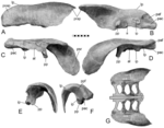 Holotype elements labeled Holotype left ilium of Mymoorapelta maysii (MWC 1815).png