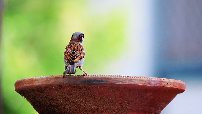 File:Home Sparrow.jpg