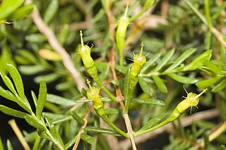 <i>Homoranthus floydii</i> Species of flowering plant