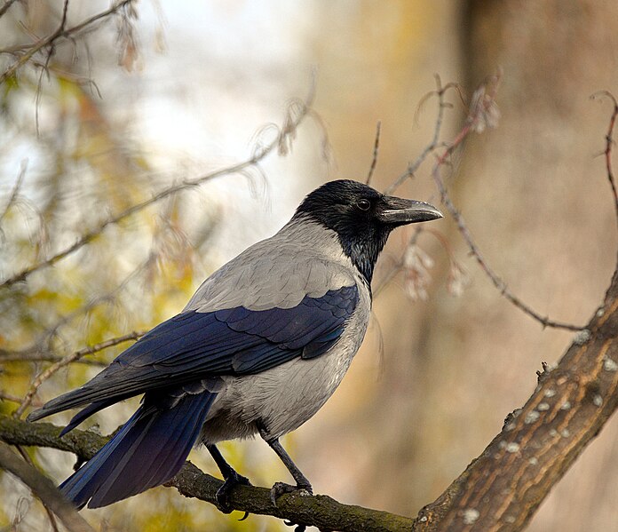 File:Hooded crow (26021138245).jpg