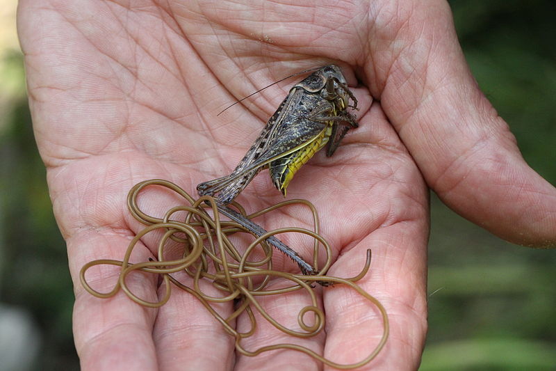 File:Horsehair Worm (14629048952).jpg