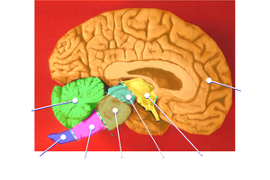 Human brain midsagittal cut color.png