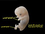 Human embryo 2-ar.JPG