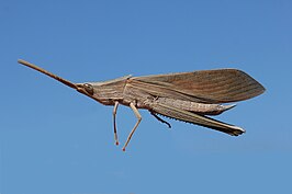 Hyalopteryx rufipennis