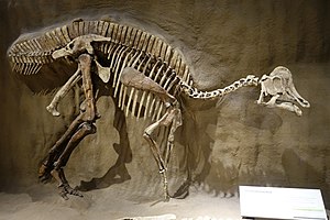 Hypacrosaurus Royal Tyrrell.jpg