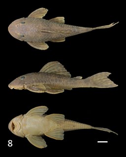 <i>Hypostomus topavae</i> Species of catfish