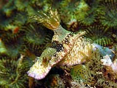 Hypselodoris reidi（英語：Hypselodoris reidi）