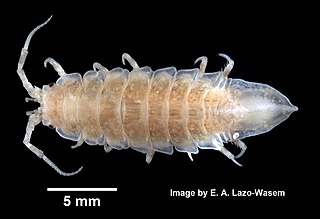 <i>Idotea phosphorea</i> Species of crustacean