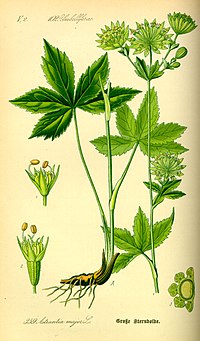 Illustration_Astrantia_major0.jpg