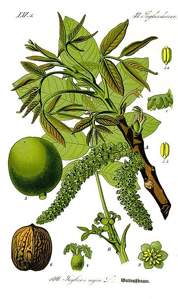 File:Illustration Juglans regia1.jpg