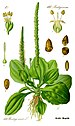 Illustration Plantago major0 clean.jpg