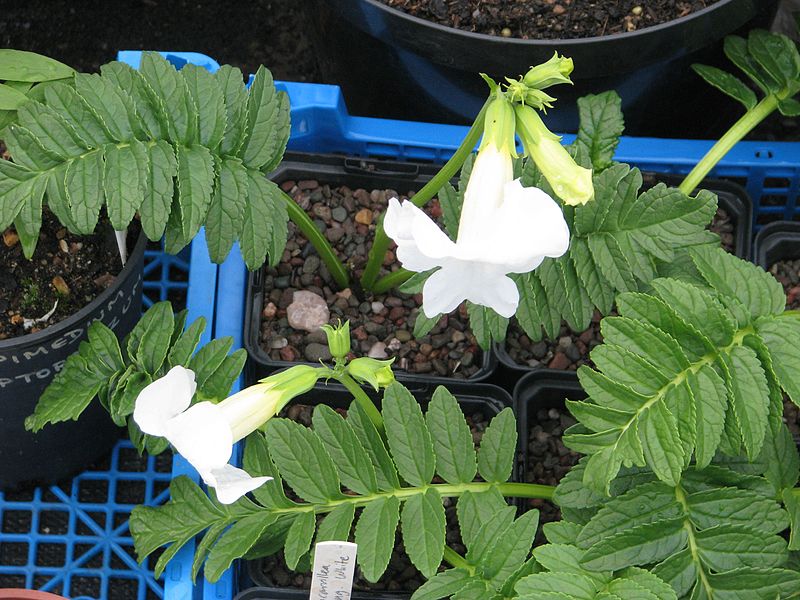 File:Incarvillea delavayi white - Flickr - peganum.jpg