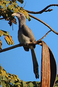 Indian Gray Hornbill(Ocyceros birostris) at north Bengal University Campus.jpg