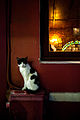 Istanbul cat, Turkey, Southeastern Europe.