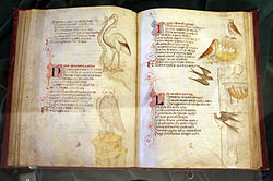 "Liber acerbe etatis" verko el la Biblioteca Medicea Laurenziana