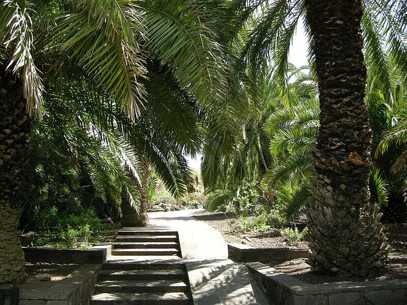 File:Jardín canario 08.JPG