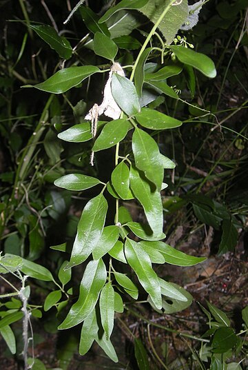 Jasminum didymum