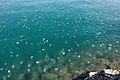 Jellyfish - Miramare, Trieste, Italy - April 15, 2022.jpg