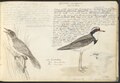 Taccuino con disegni e testo di John Cotton (17 dicembre 1801 - 14 dicembre 1849), poeta, scrittore e artista ornitologico britannico