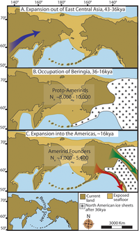 Trei hărți ale Americii preistorice. (A) Extinderea treptată a populației strămoșilor amerindieni de la structura lor genetică din Asia de Est-Central (săgeata albastră). (B) Ocuparea indienilor protoamericani în Beringia, cu o creștere a populației puțin sau deloc timp de aproximativ 20.000 de ani. (C) Colonizarea rapidă a Lumii Noi de către un grup fondator care a migrat spre sud prin coridorul interior fără gheață dintre estul Laurentide și capacul de gheață vestic al Cordilerei (săgeata verde) și / sau de-a lungul coastei pașnice (săgeata roșie). În (B), este prezentat fundul mării expus în cea mai mare măsură în timpul ultimului maxim glaciar la ≈20-18 kya [25]. În (A) și (C), fundul mării expuse este descris la ≈40 kya și ≈16 kya, când nivelurile preistorice ale mării erau comparabile. O versiune redusă a Beringia de astăzi (reducere de 60% la 60% A - C) este prezentată în colțul din stânga jos. Această hartă mai mică evidențiază strâmtoarea Bering care separă geografic Lumea Nouă de Asia cu 11-10 kya.