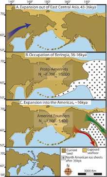 "Maps depicting each phase of the three-step early human migrations for the peopling of the Americas. (A) Gradual population expansion of the Amerind ancestors from their Central East Asian gene pool (blue arrow). (B) Proto-Amerind occupation of Beringia with little to no population growth for ≈20,000 years. (C) Rapid colonization of the New World by a founder group migrating southward through the ice-free, inland corridor between the eastern Laurentide and western Cordilleran Ice Sheets (green arrow) and/or along the Pacific coast (red arrow). In (B), the exposed seafloor is shown at its greatest extent during the last glacial maximum at ≈20–18,000 years ago [25]. In (A) and (C), the exposed seafloor is depicted at ≈40,000 years ago and ≈16,0000 years ago, when prehistoric sea levels were comparable. A scaled-down version of Beringia today (60% reduction of A–C) is presented in the lower left corner. This smaller map highlights the Bering Strait that has geographically separated the New World from Asia since ≈11–10,000 years ago."