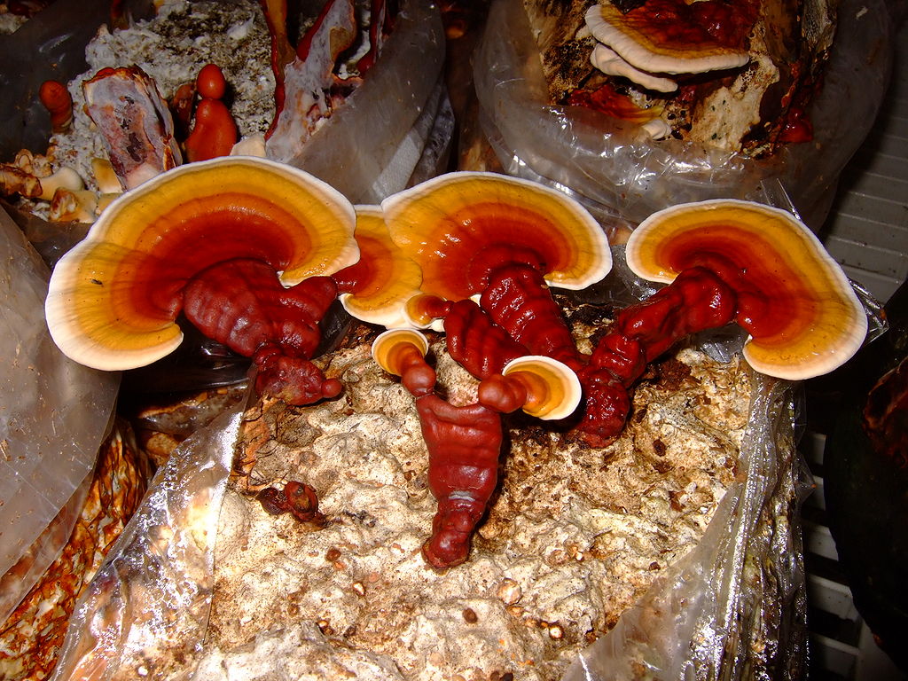 Jreishi2