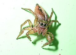 Jumping spider nagerhole.jpg